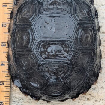 Northern Black Mountain Tortoise for Sale