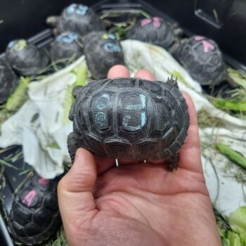 Aldabra Tortoise for Sale