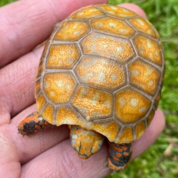 Orange Hypo Redfoot Tortoise for Sale