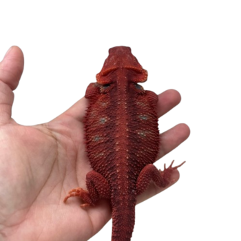 Extreme Red Hypo Translucent Bearded Dragon for Sale