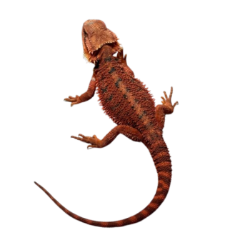 Dark Red Monster Bearded Dragon for Sale