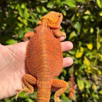 Orange Hypo Translucent Bearded Dragon for Sale