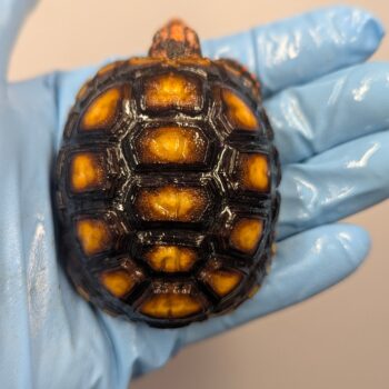Baby Cherryhead Tortoise for Sale
