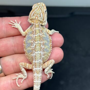 Hypo Het Zero Het Witblits Blue Bar Bearded Dragon for Sale