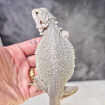 Male Hypo Leatherback Zero Bearded Dragon for Sale