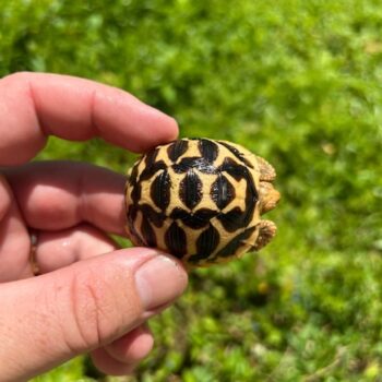 Indian Star Hatchlings for Sale