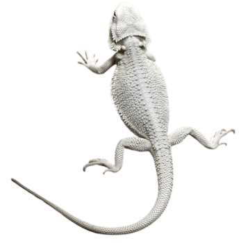 Adult Hypo Zero Bearded Dragon for Sale