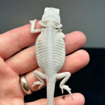 Hypo Leatherback Zero Bearded Dragon for Sale