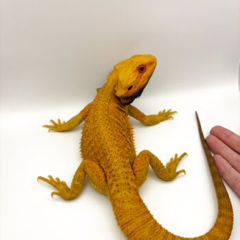Super Citrus Bearded Dragon for Sale