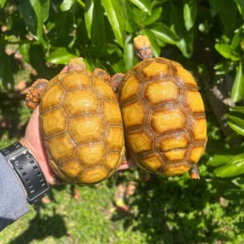 Hypo Redfoot Tortoise for Sale