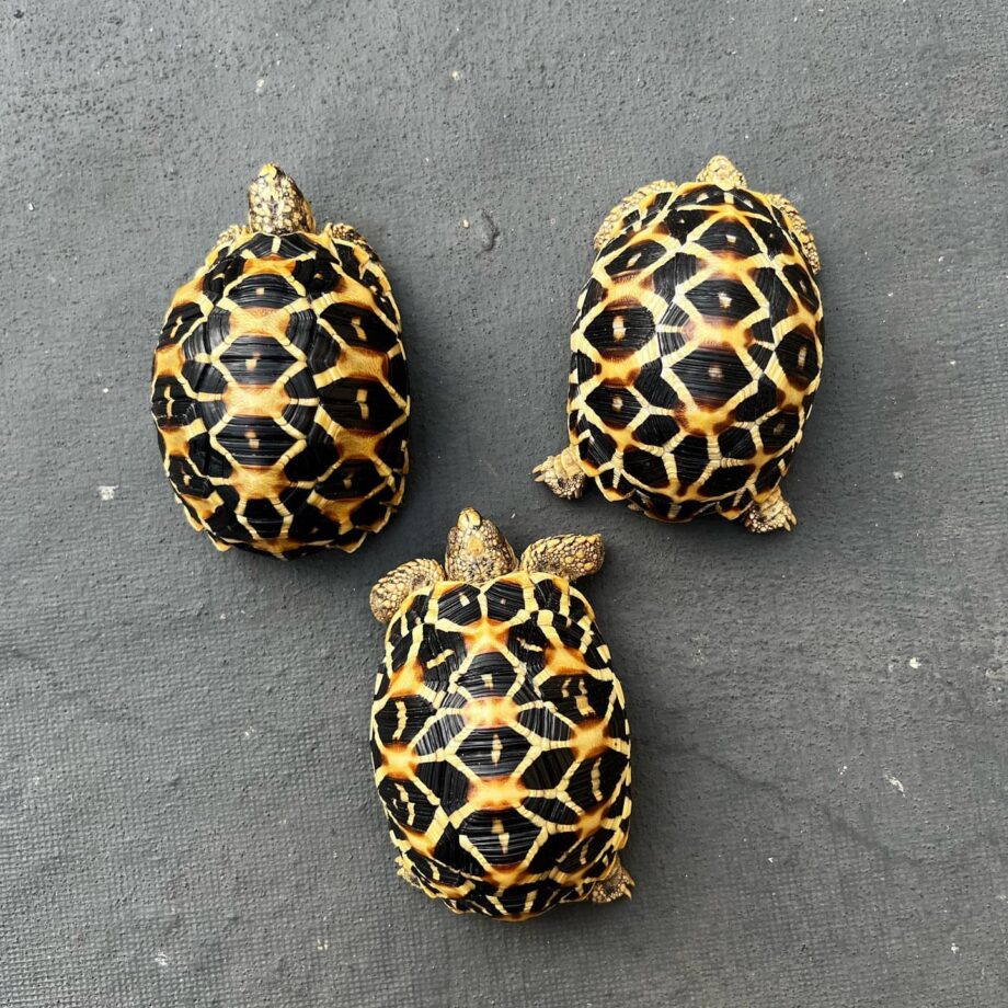 Indian Star Tortoises for Sale