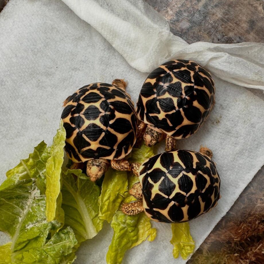 Baby Indian Star Tortoises for Sale