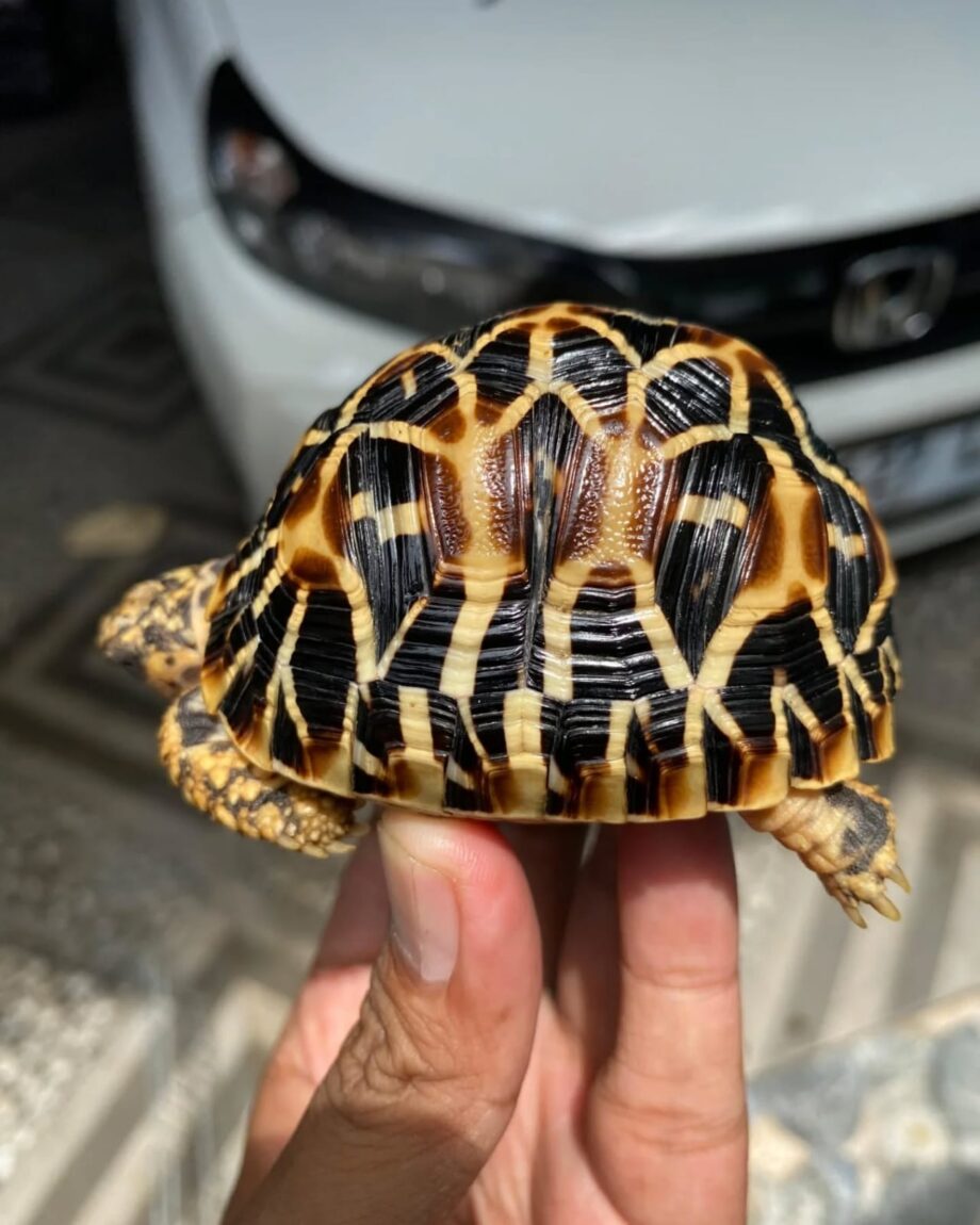 Baby Indian Star Tortoises for Sale