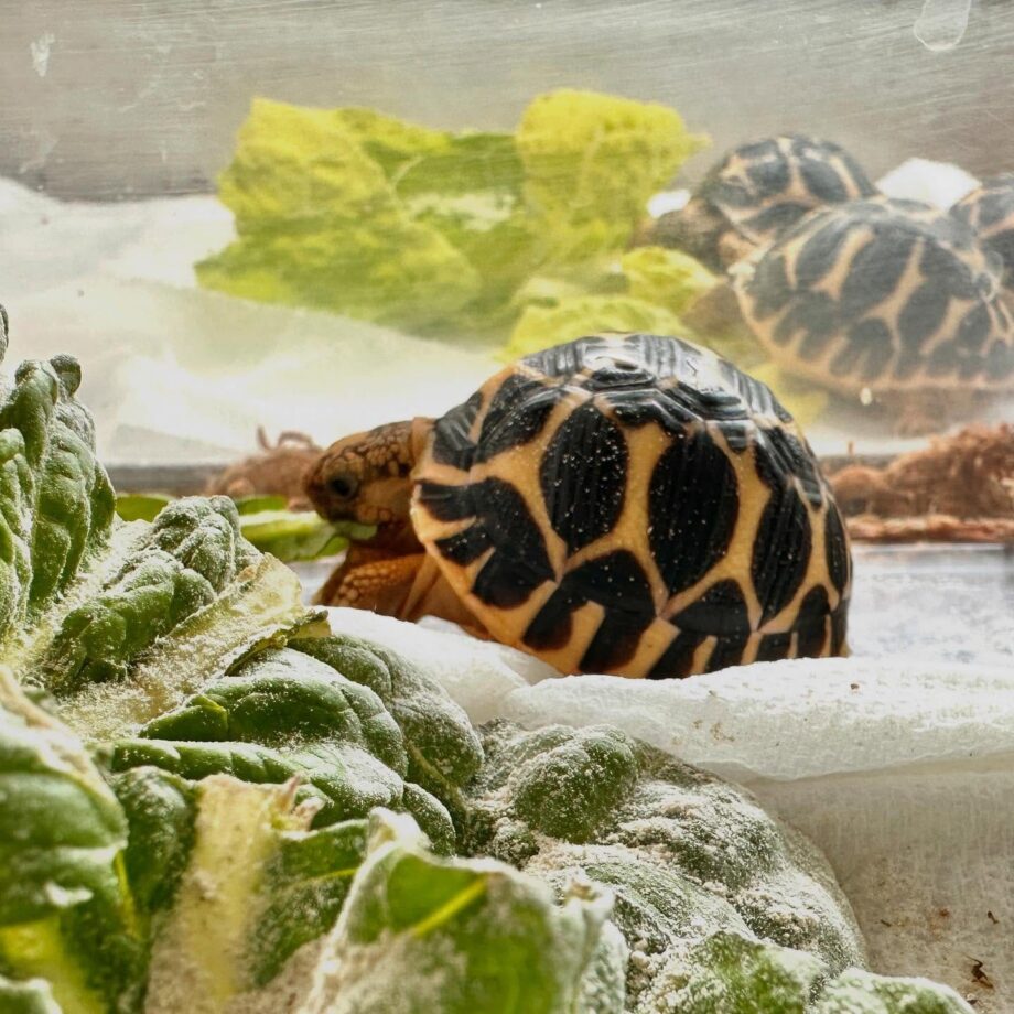 Baby Indian Star Tortoises for Sale