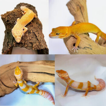 Adult Leopard Geckos for Sale