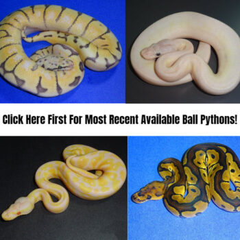 Adult Proven Breeder Ball Pythons for Sale