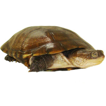 African Side Neck Turtles for Sale