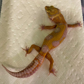 Albino Aptor Adult Female Leopard Gecko for Sale