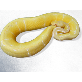 Albino Ball Pythons for Sale