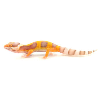 Albino Leopard Geckos for Sale