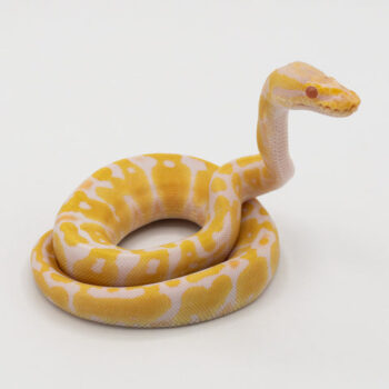 Albino Pastel Ball Python for Sale