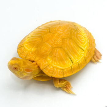 Albino Yellowbelly Slider Turtles for Sale