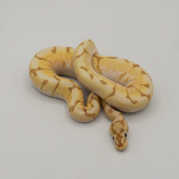 Banana Enchi Spider Orange Dream Ball Python Male for Sale