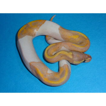 Banana Piebald Ball Pythons for Sale