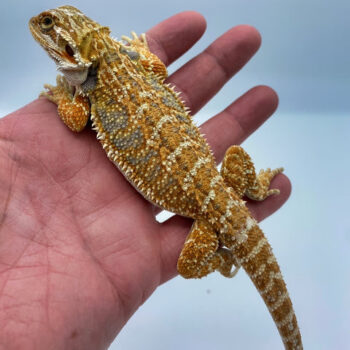 Blue Bar Fire Hypo Bearded Dragon for Sale