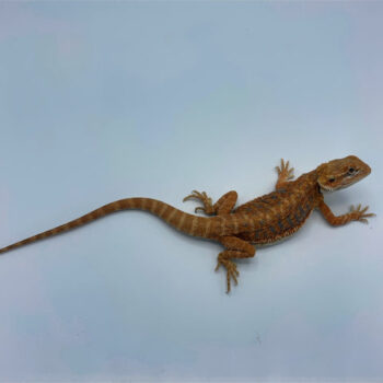 Blue Rush Hypo Bearded Dragon for Sale