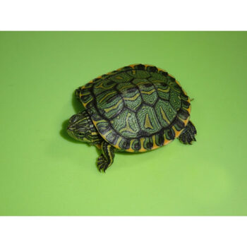 Brazilian Black Bellied Sliders for Sale