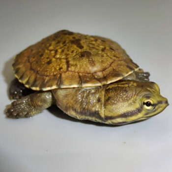 Brazilian Sideneck Turtles for Sale