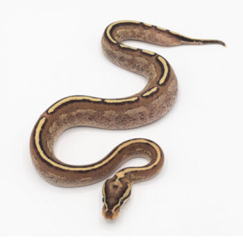 Bypass Ball Pythons for Sale