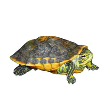 Chicken Turtles for Sale