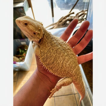 Citrus Bearded Dragon Adult Female for Sale