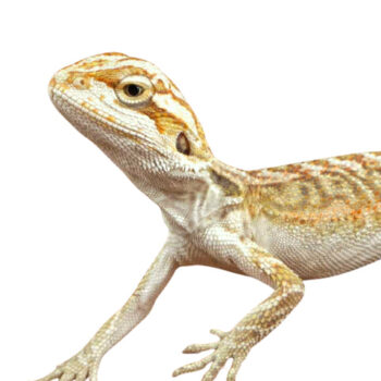 Citrus Bearded Dragons for Sale
