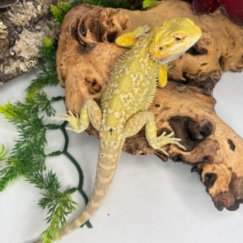 Dunner Male Bearded Dragon for Sale