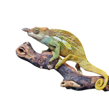 Dwarf Fischer’s Chameleons for Sale