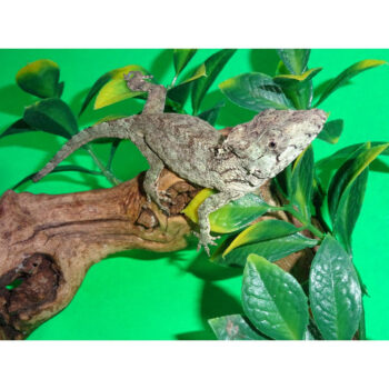 False Chameleons for Sale
