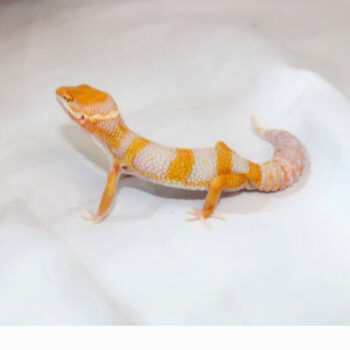 Giant Emerine Tremper Male Leopard Gecko for Sale