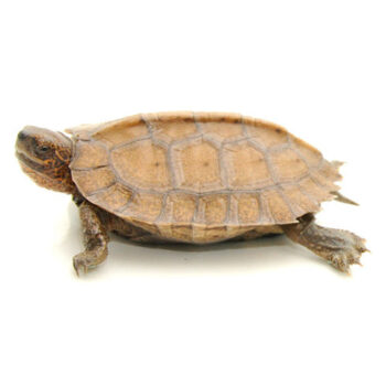 Giant Leaf Turtles for Sale