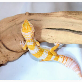 Giant Tremper Leopard Geckos for Sale