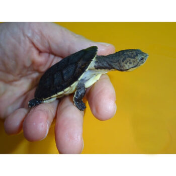 Gibba Sideneck Turtles for Sale
