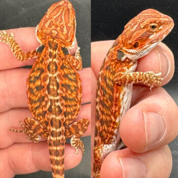 High End Red Fire Bearded Dragons for Sale