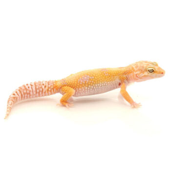 Hybino Leopard Geckos for Sale