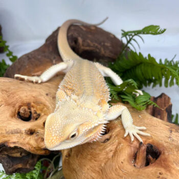 Citrus Hypo Bearded Dragons for Sale