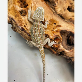 Hypo Dunner Female Bearded Dragon for Sale