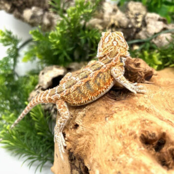 Hypo Female Bearded Dragon for Sale