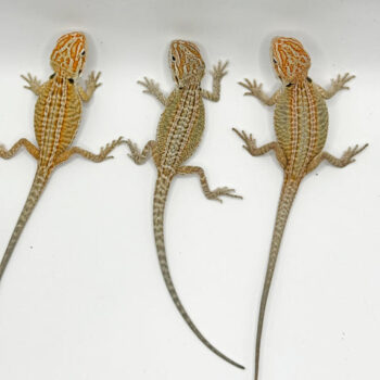 Hypo Genetic Stripe Bearded Dragons for Sale