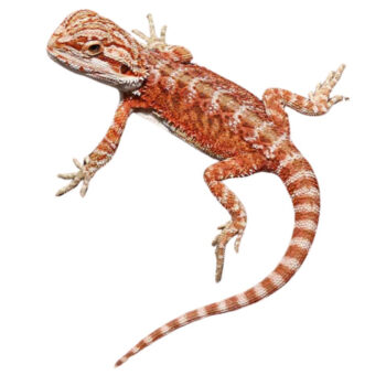Hypo Inferno Bearded Dragons for Sale